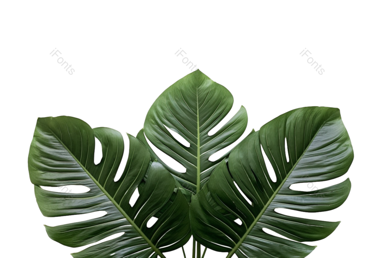 叶子图片,边框元素,装饰PNG,清新免抠素材